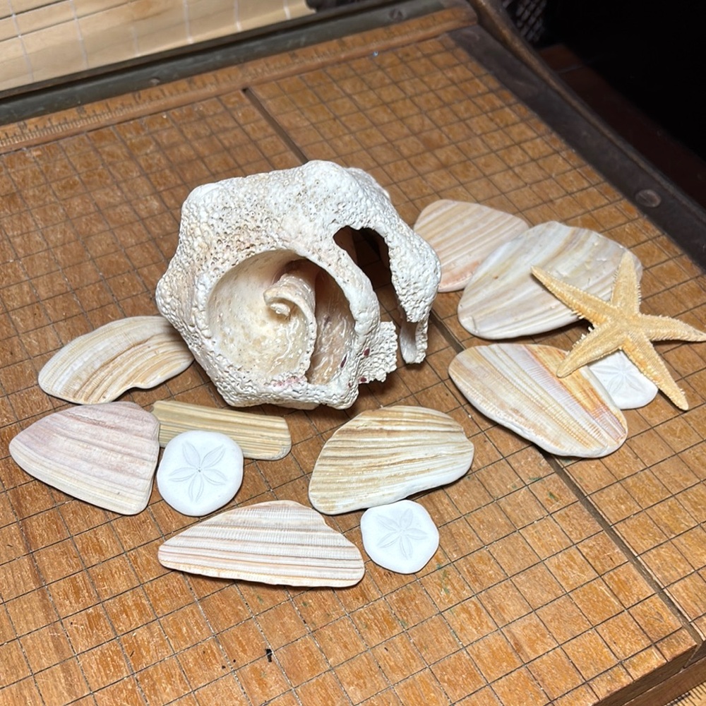 Pink Conch Weathered Seashell Collection Natural Nautical Beach Bathroom 1lb2oz